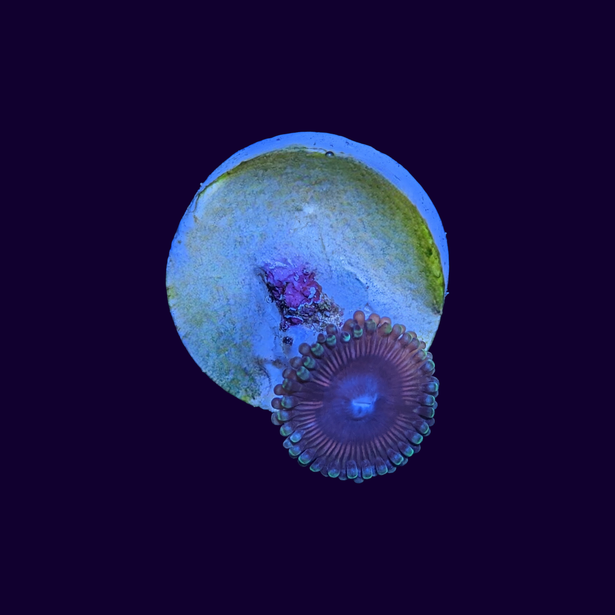 Zoa Frag