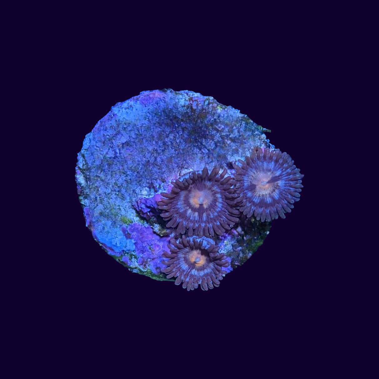 Zoa Frag