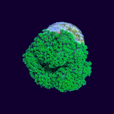 Neon Green Pocillopora Frag