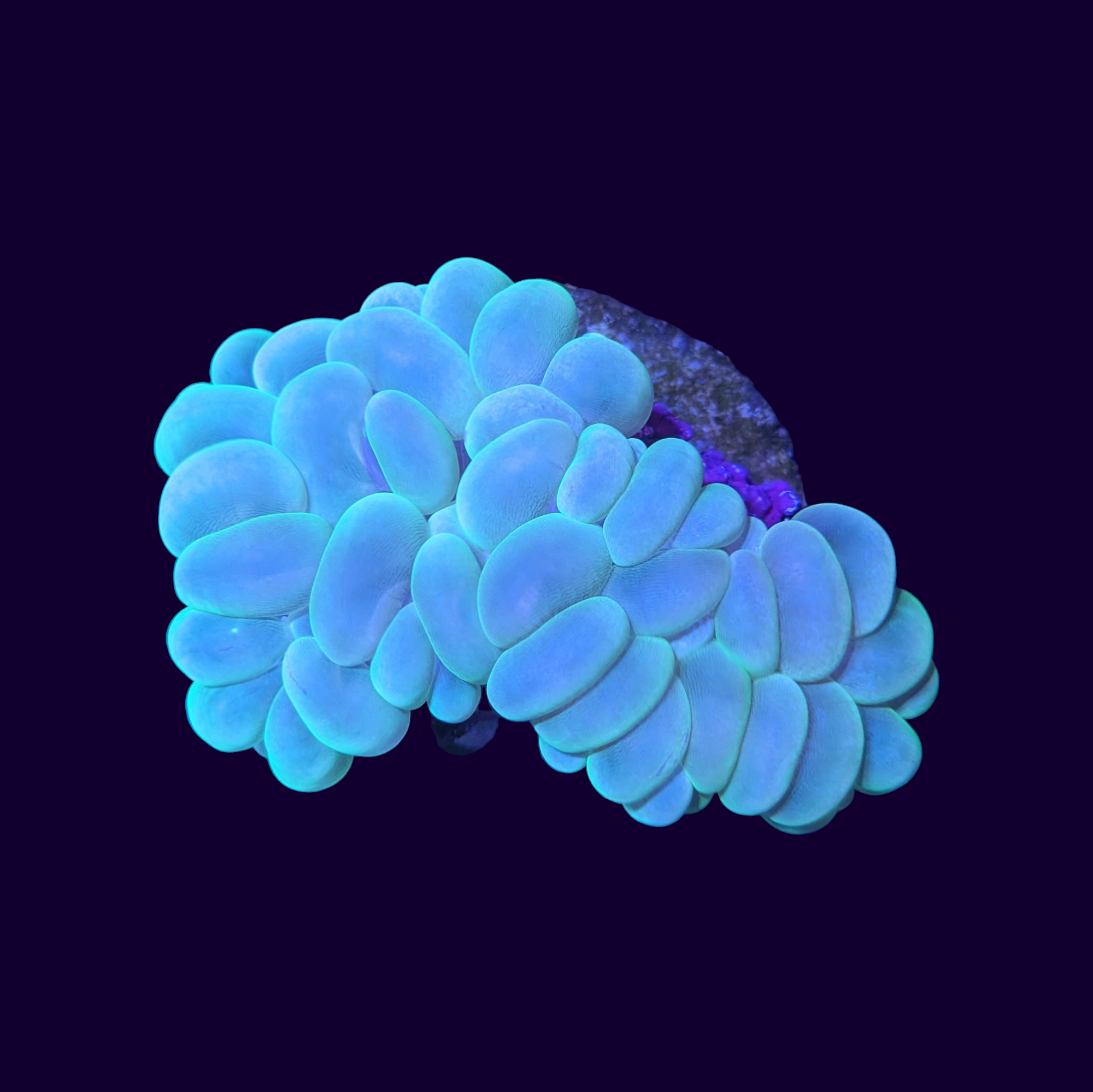 Bubble Coral - Small (Collection Only)