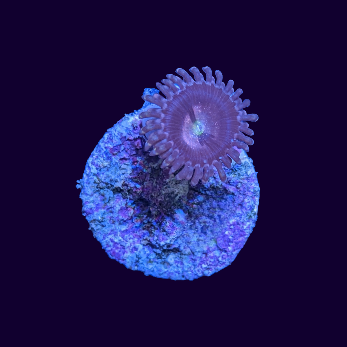 Purple Bee Zoa Frag