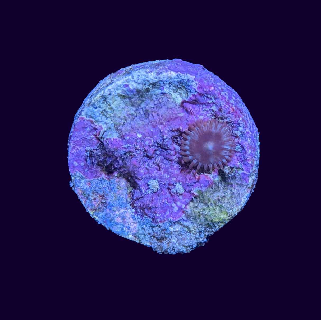 Zoa Frag