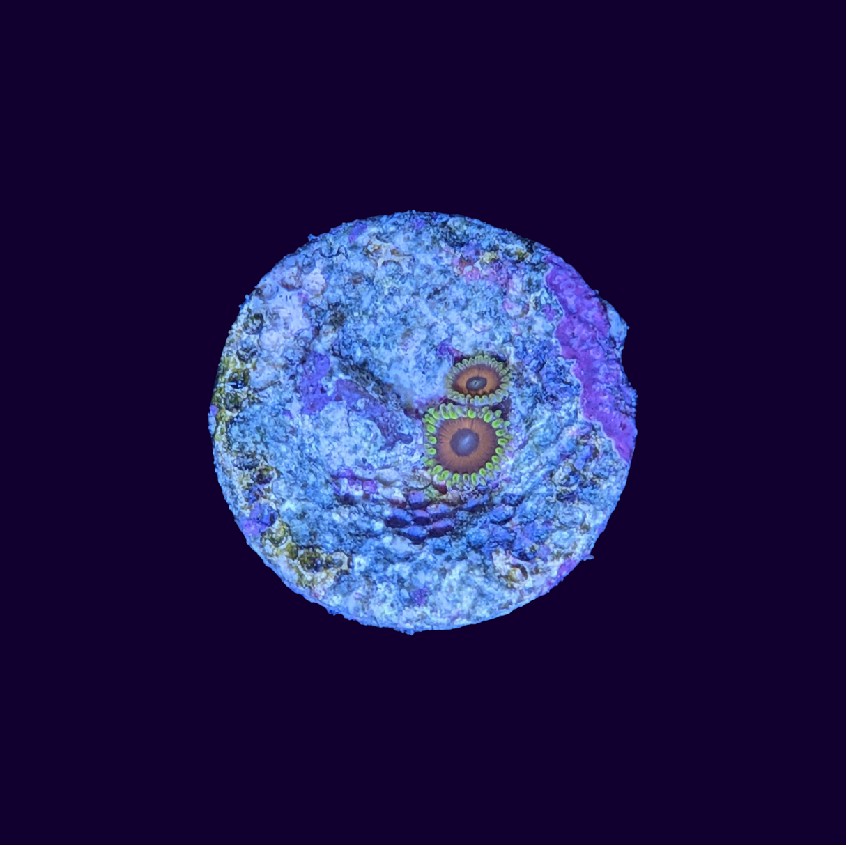 Eagle Eye Zoa Frag