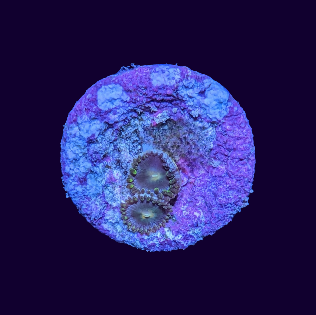 Zoa Frag