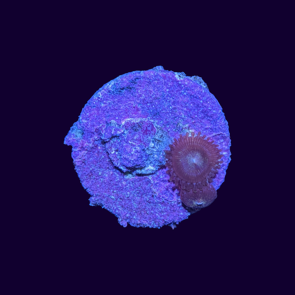 Reverse Space Monster Zoa Frag