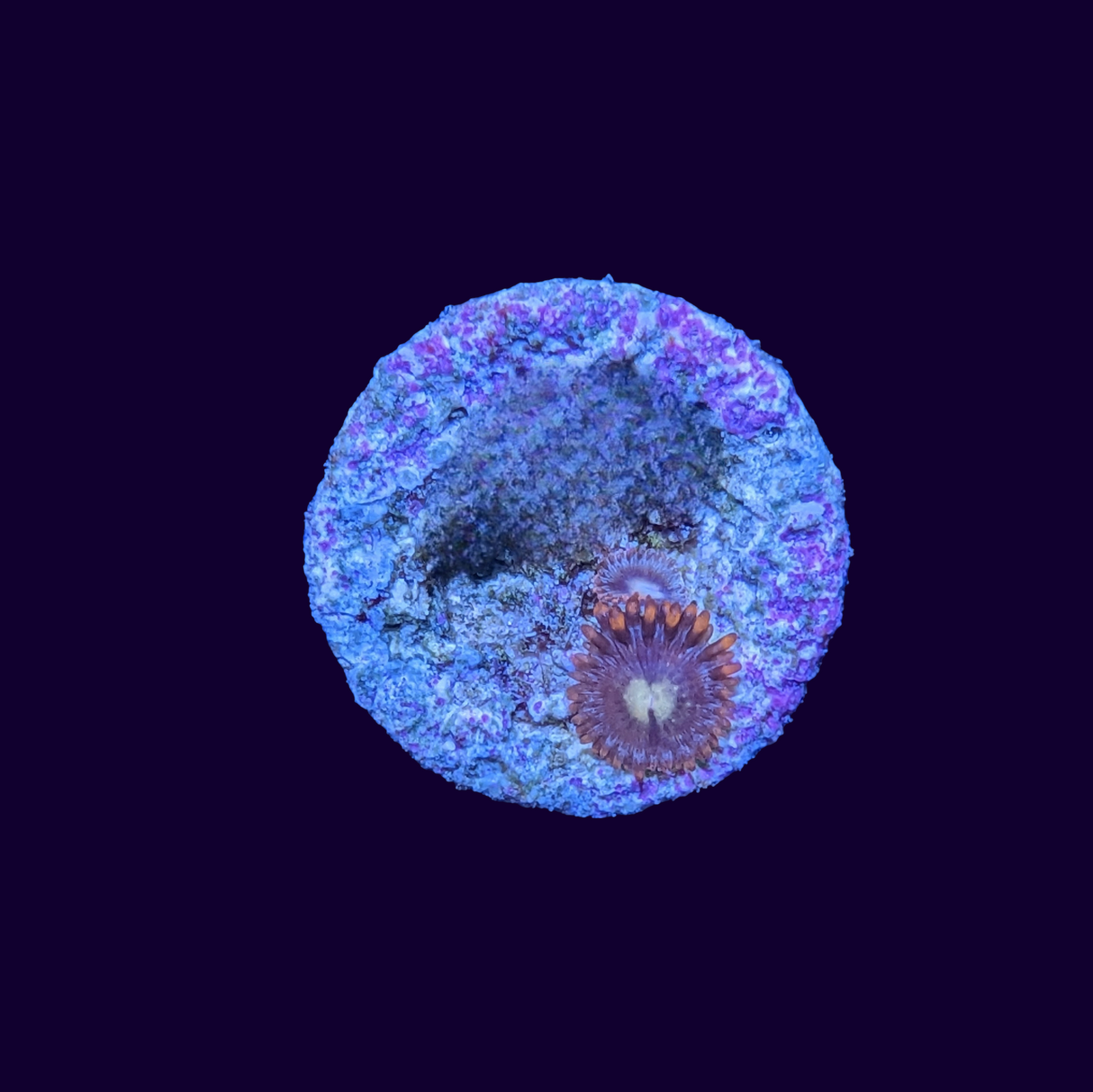 Fire and Ice Zoa Frag