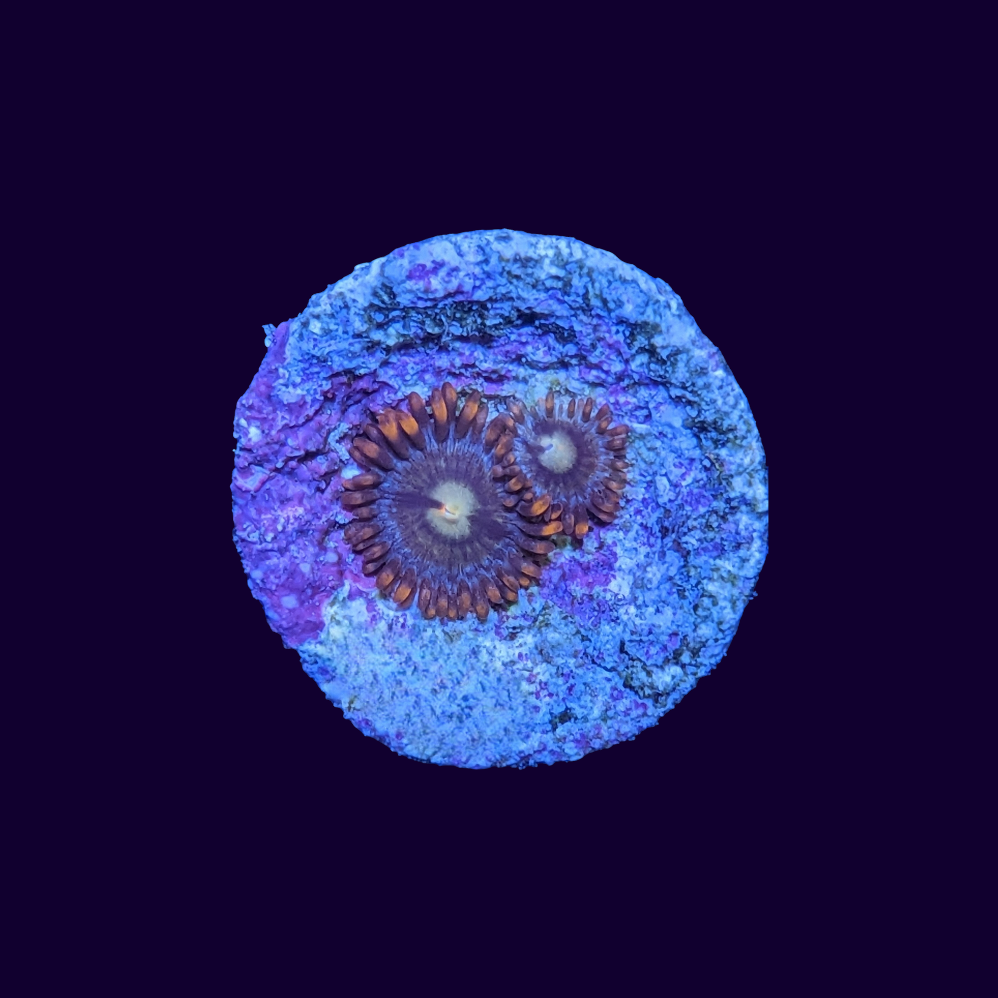 Fire and Ice Zoa Frag