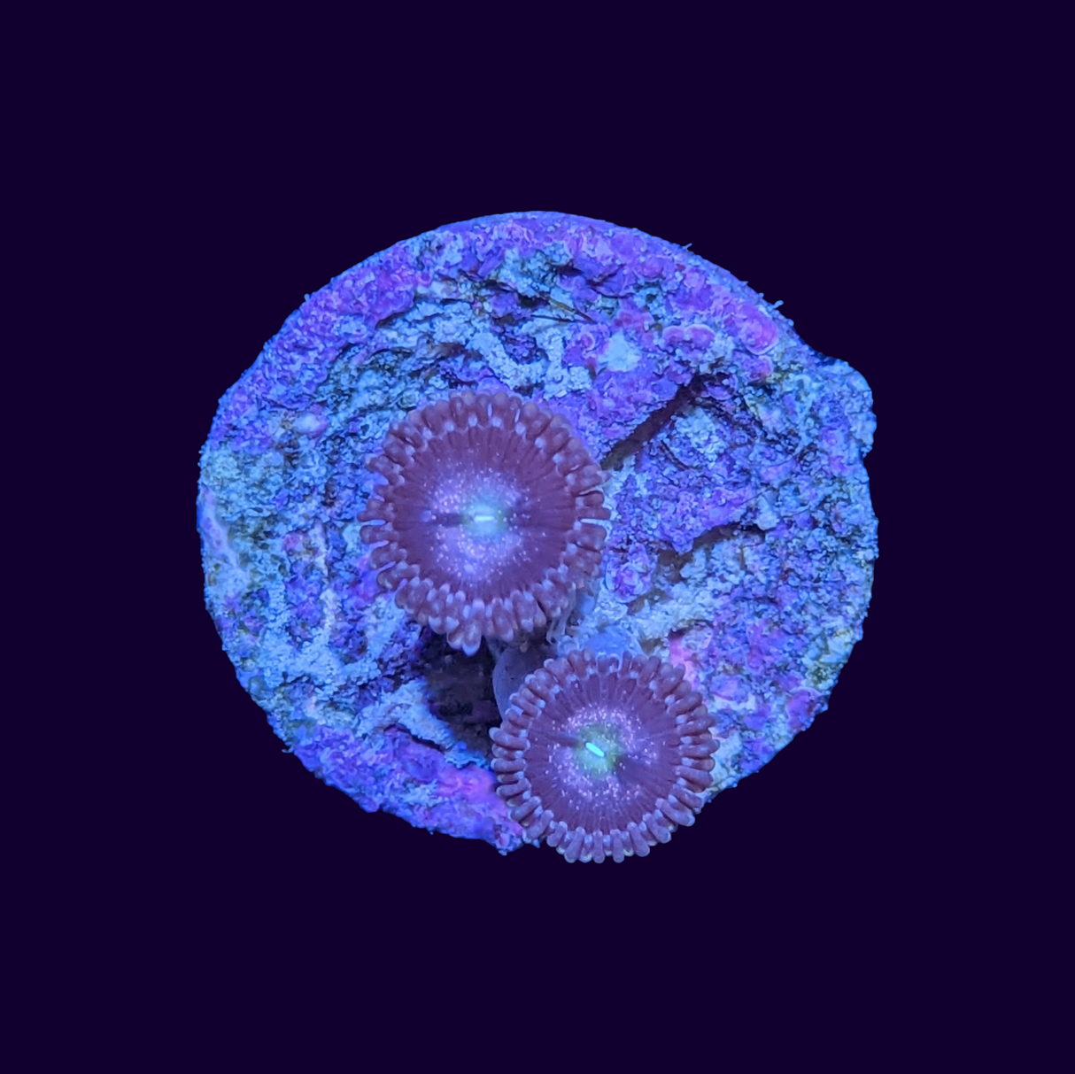 Purple Bee Zoa Frag