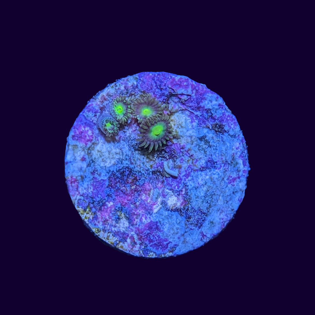 Zoa Frag