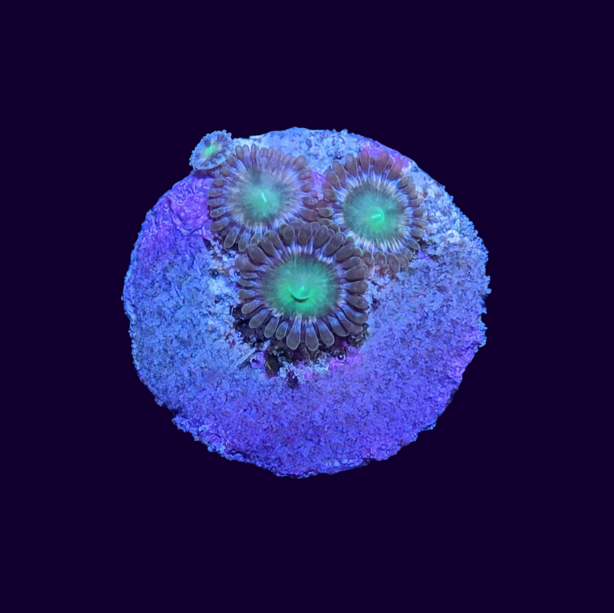 Hawaiian Punch Zoa Frag