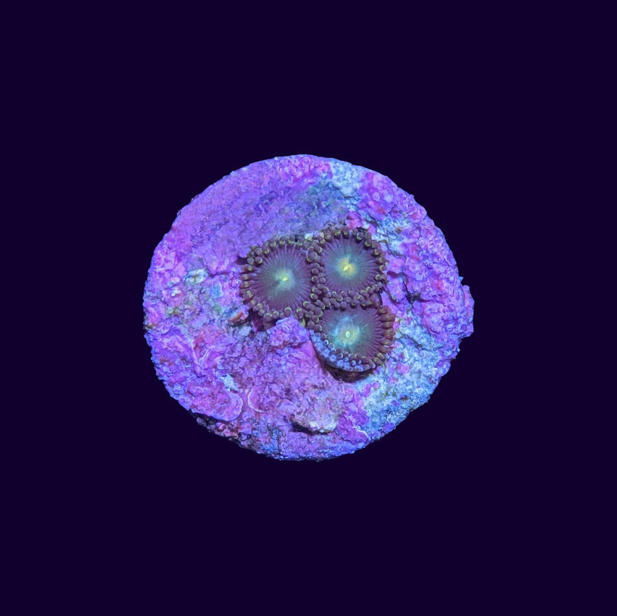 Zoa Frag