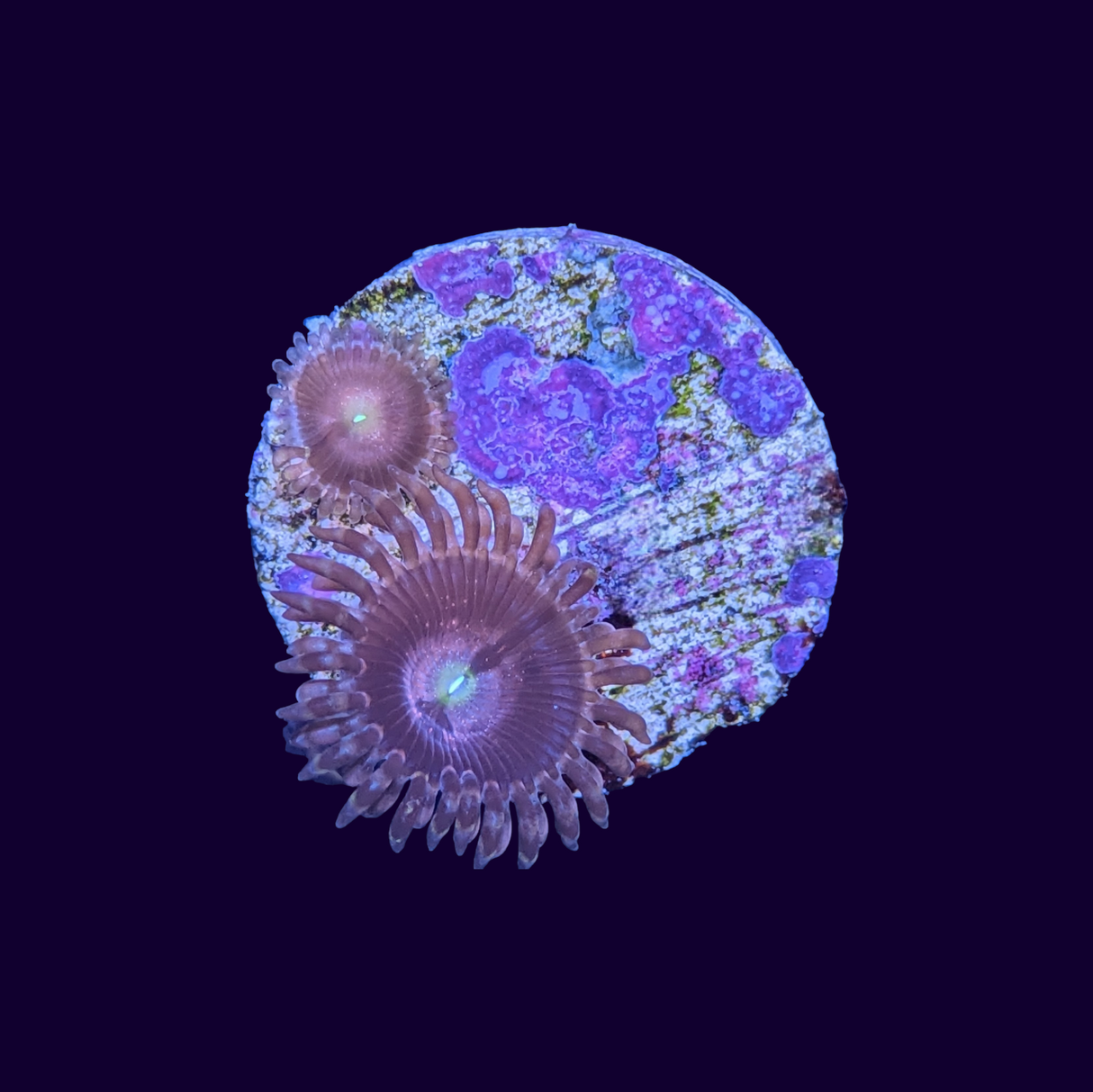 Purple Bee Zoa Frag