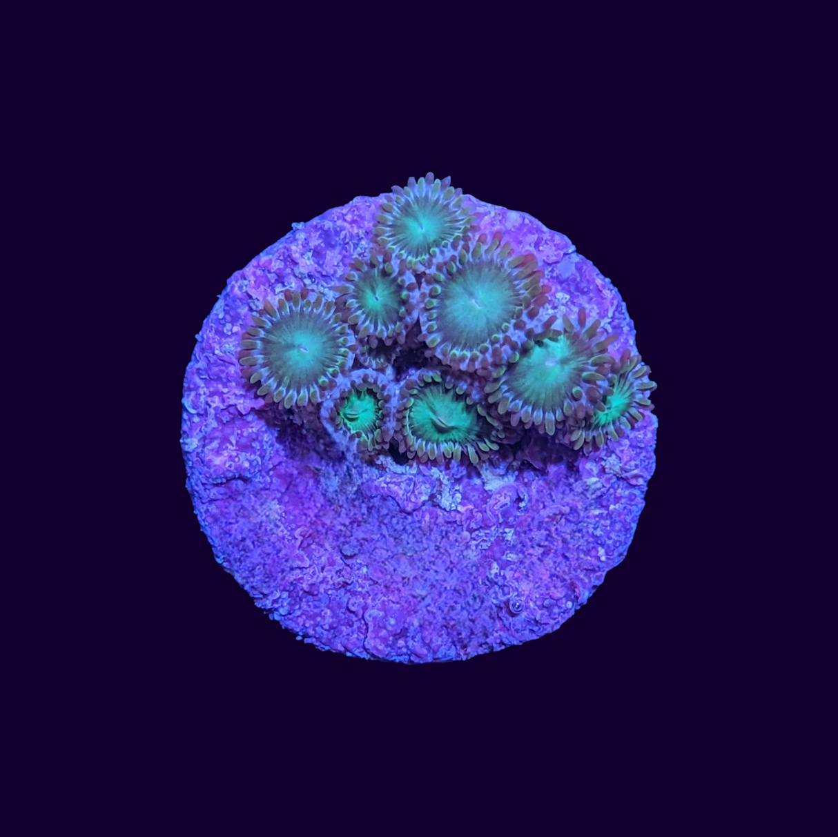 Green Zoas Frag