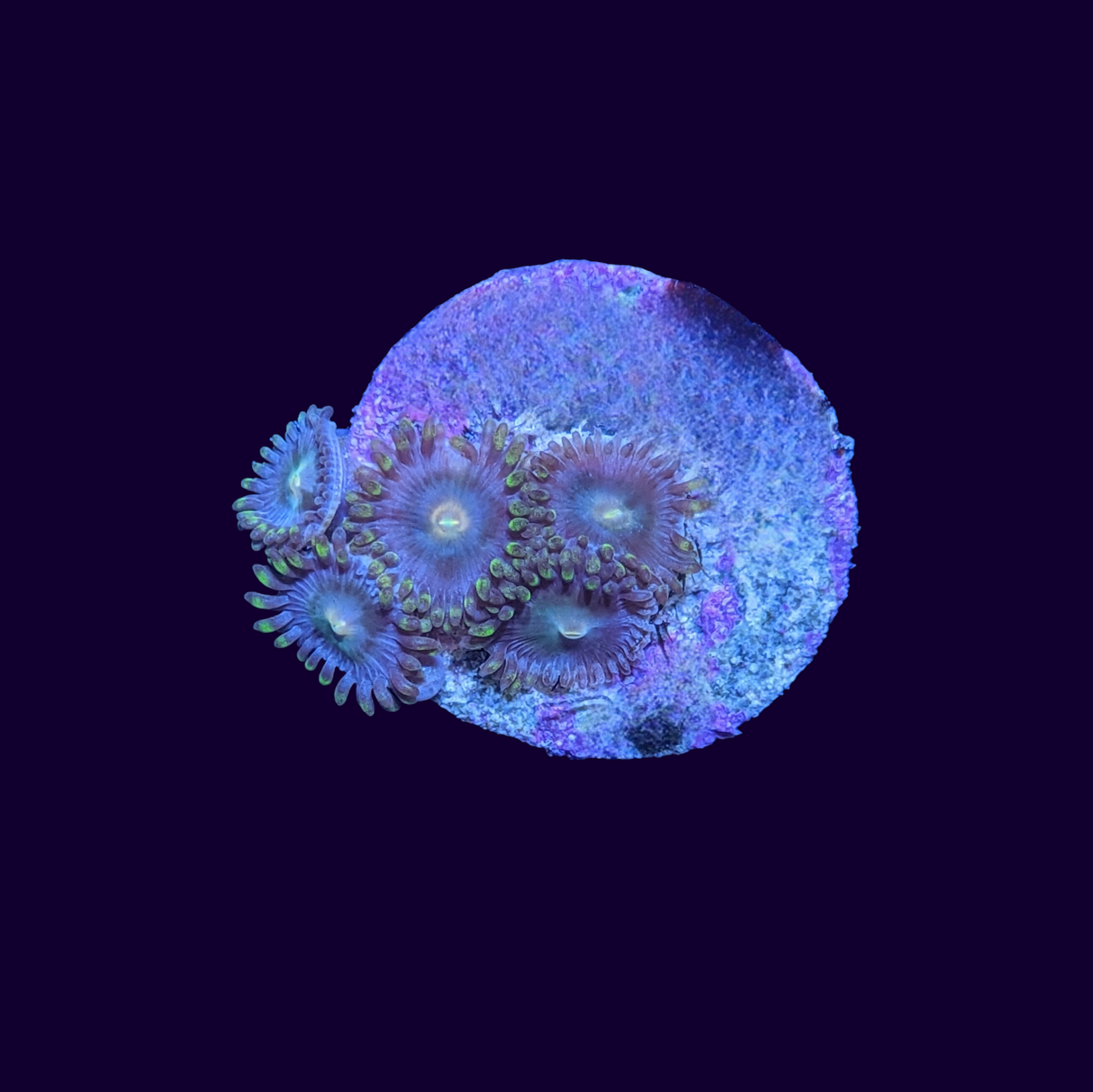 Zoa Frag