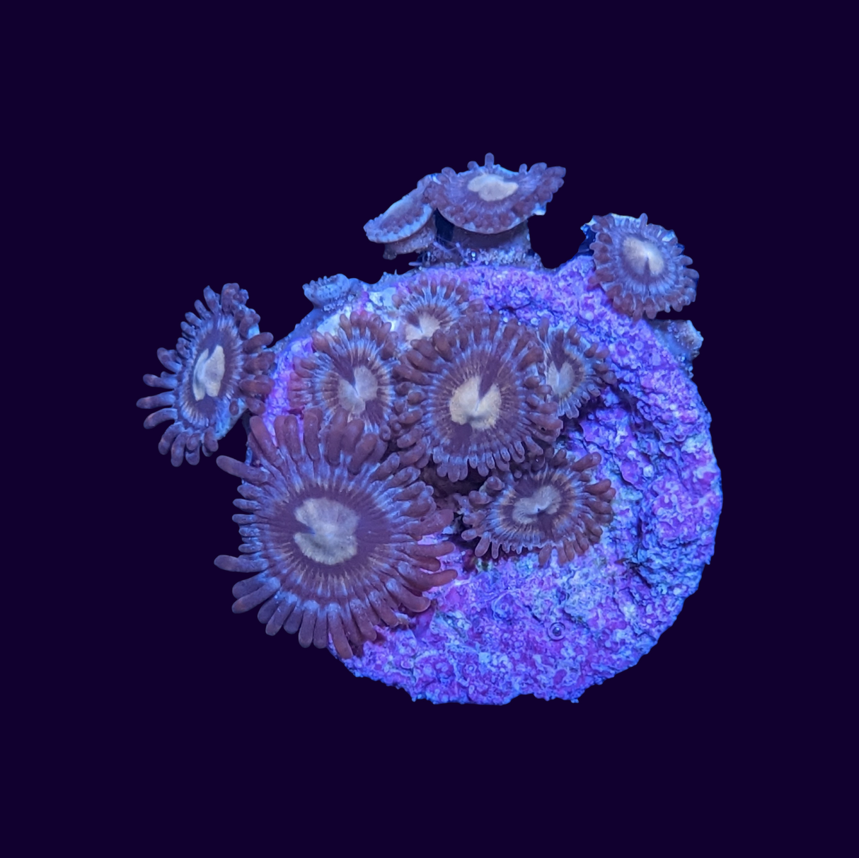 Zoa Frag