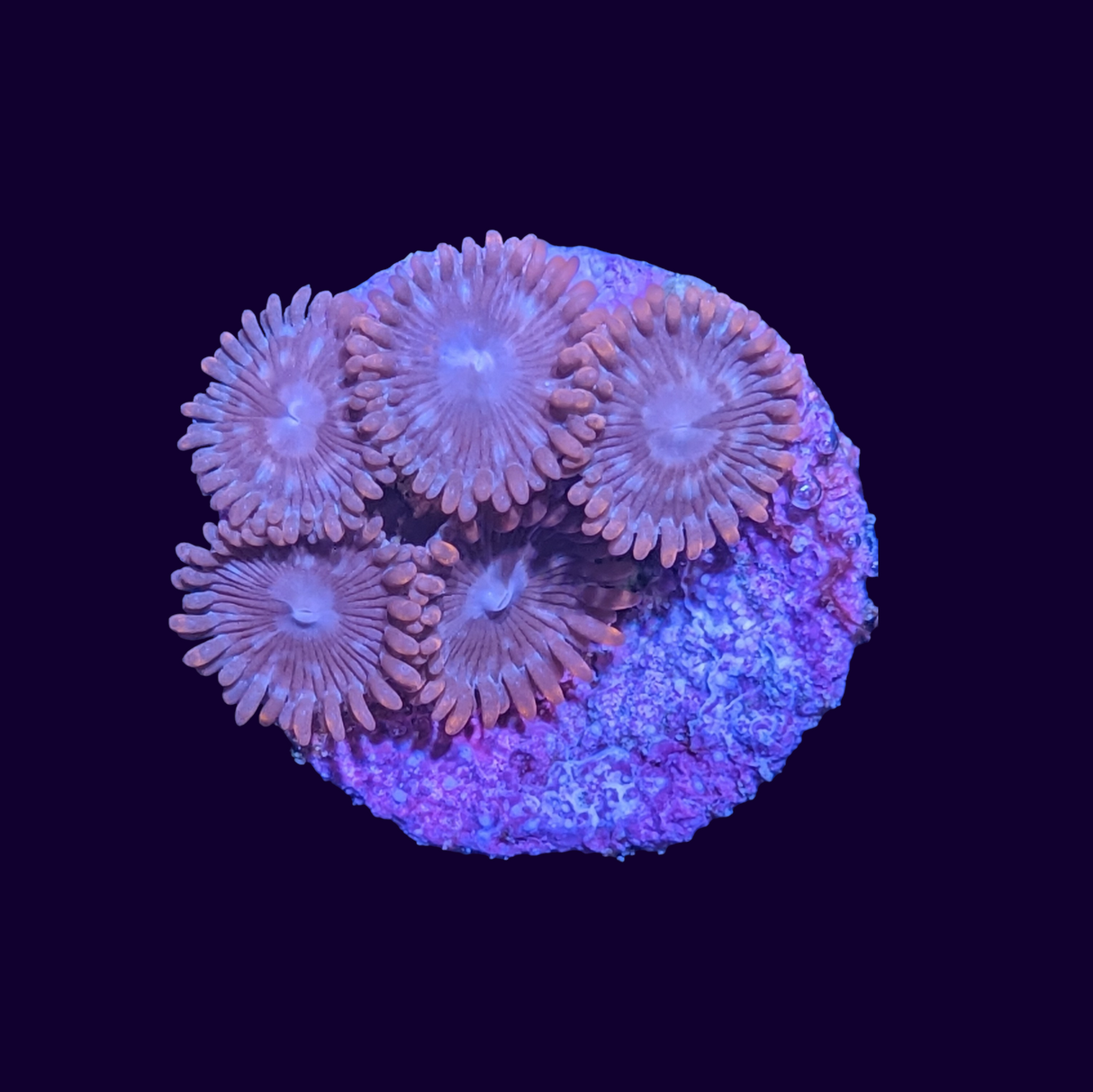 Chocolate Orange Zoa Frag