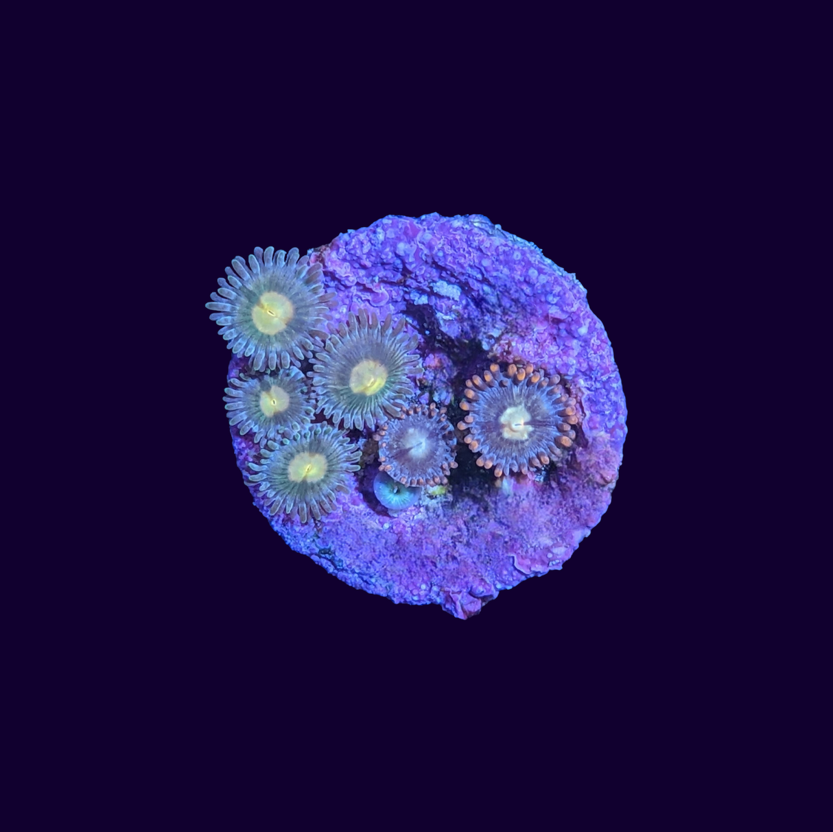 Mixed Zoa Frag