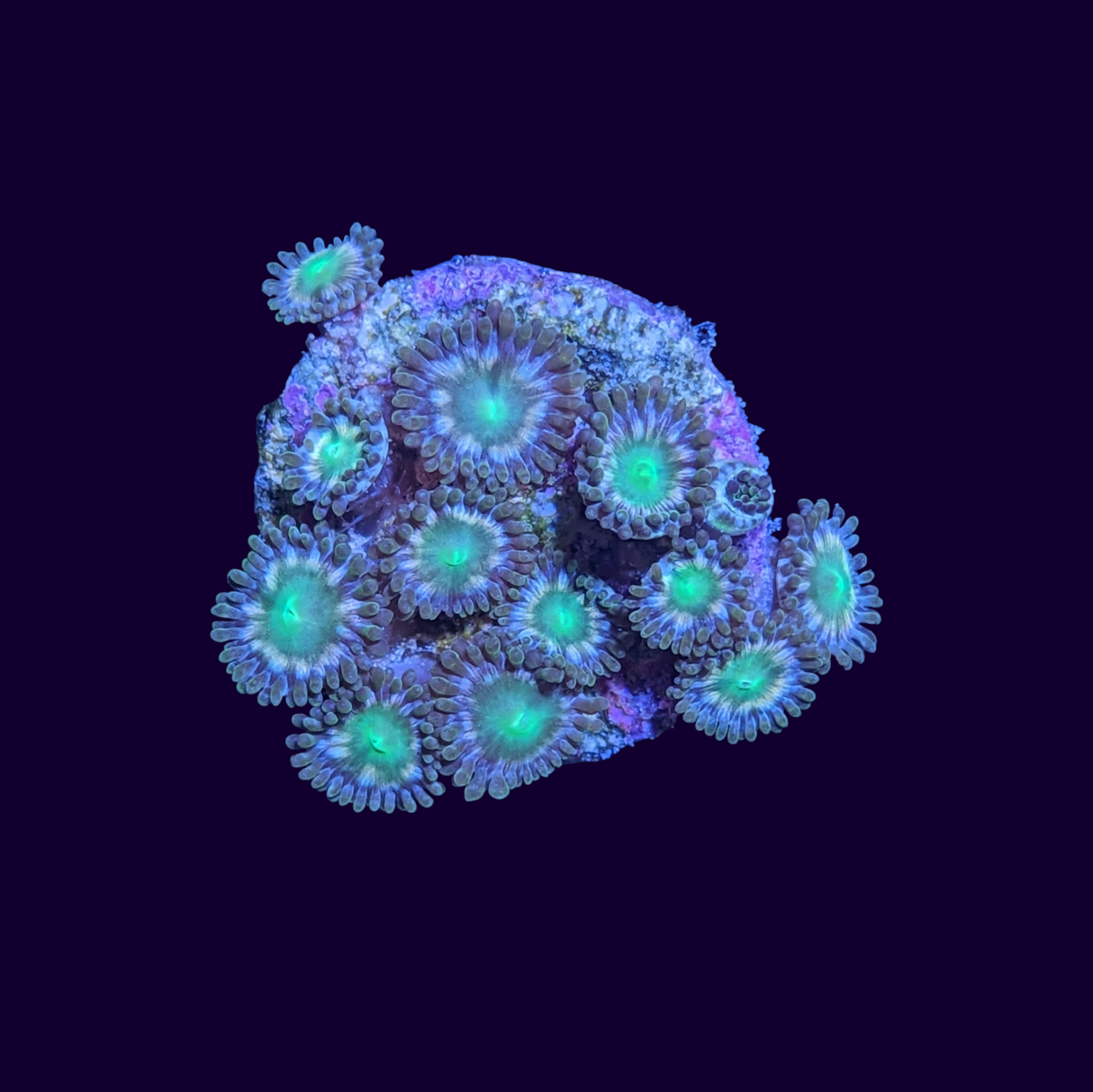 Hawaiian Punch Zoa Frag