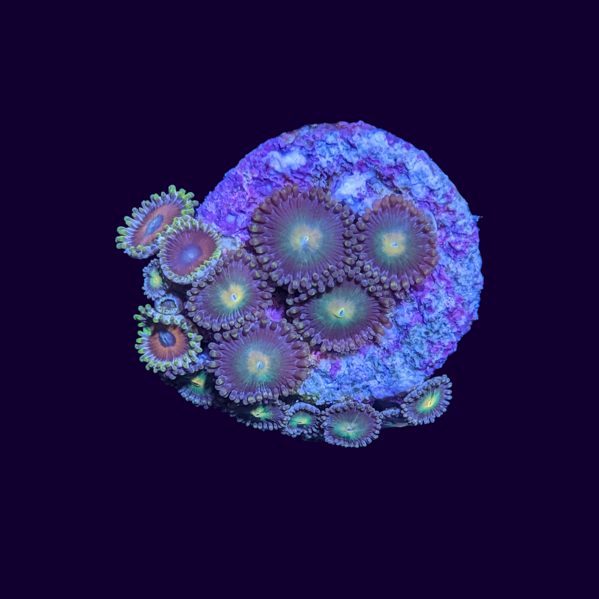 John Deere and Eagle Eye Mixed Zoa Frag