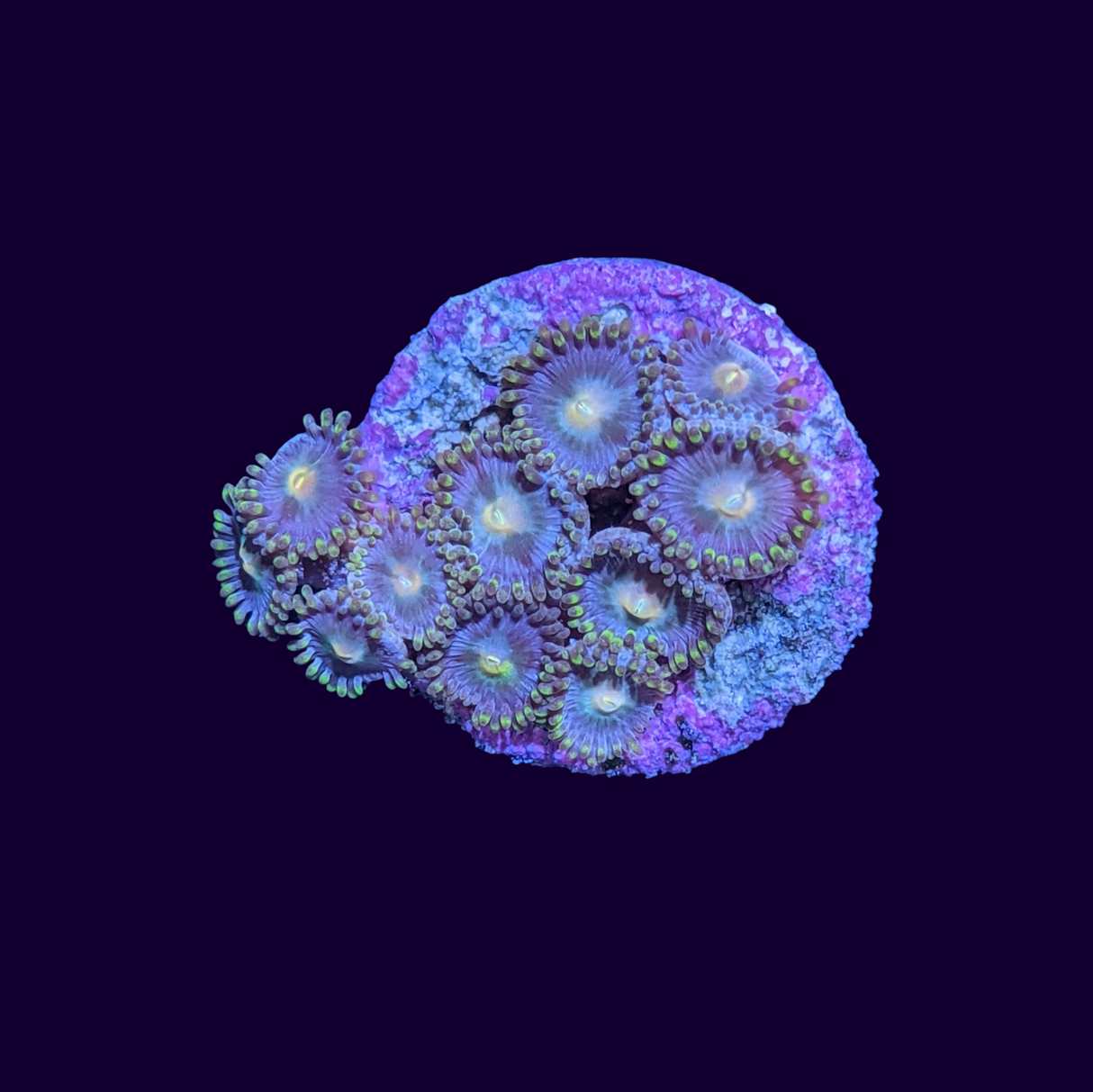 Zoa Frag