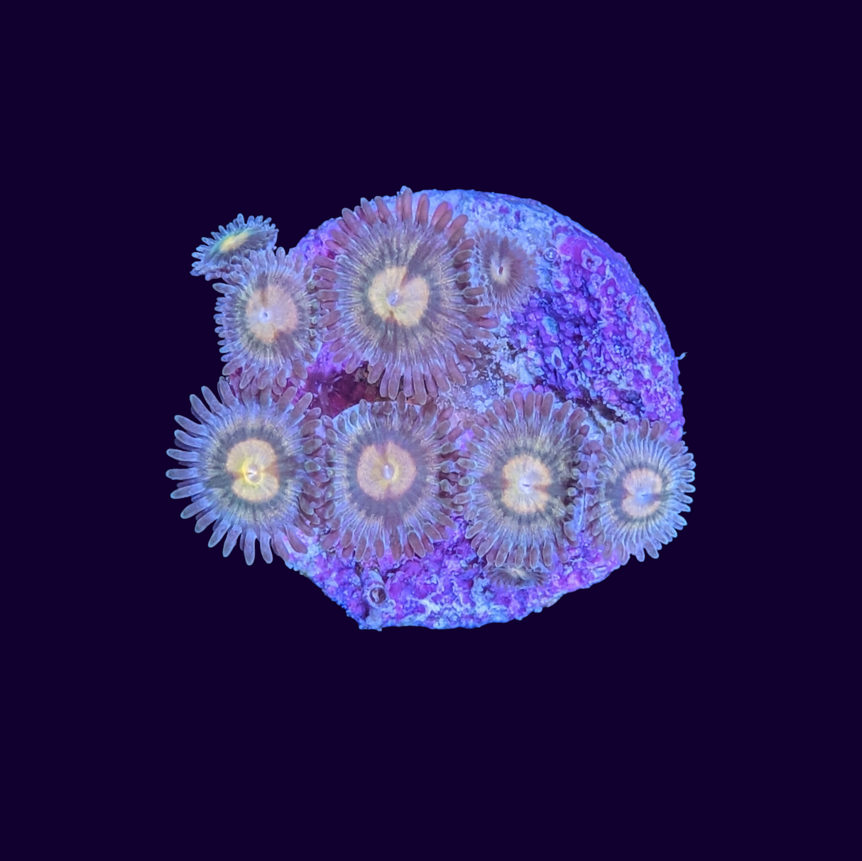 Zoa Frag