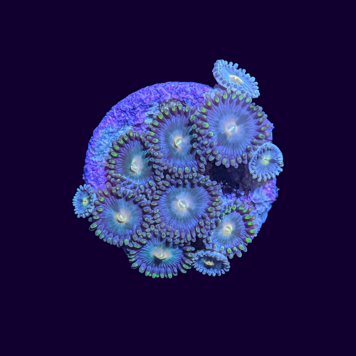 Zoa Frag