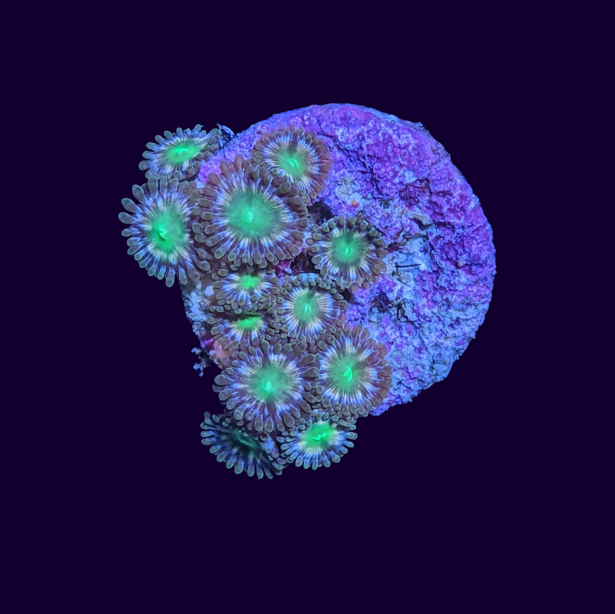 Hawaiian Punch Zoa Frag