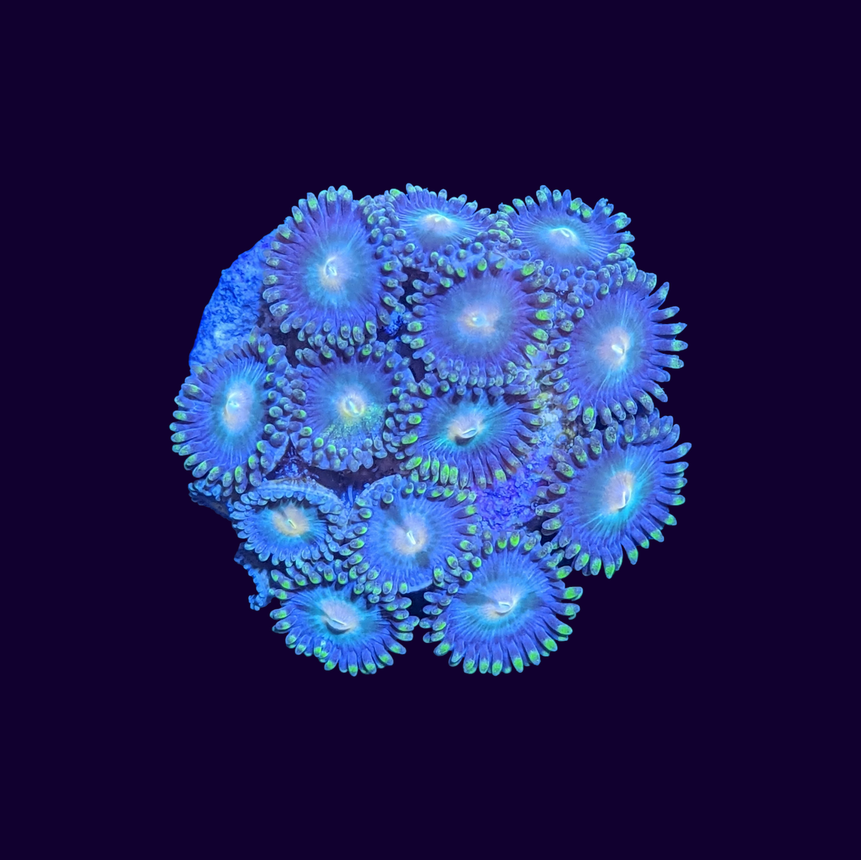 Zoa Frag