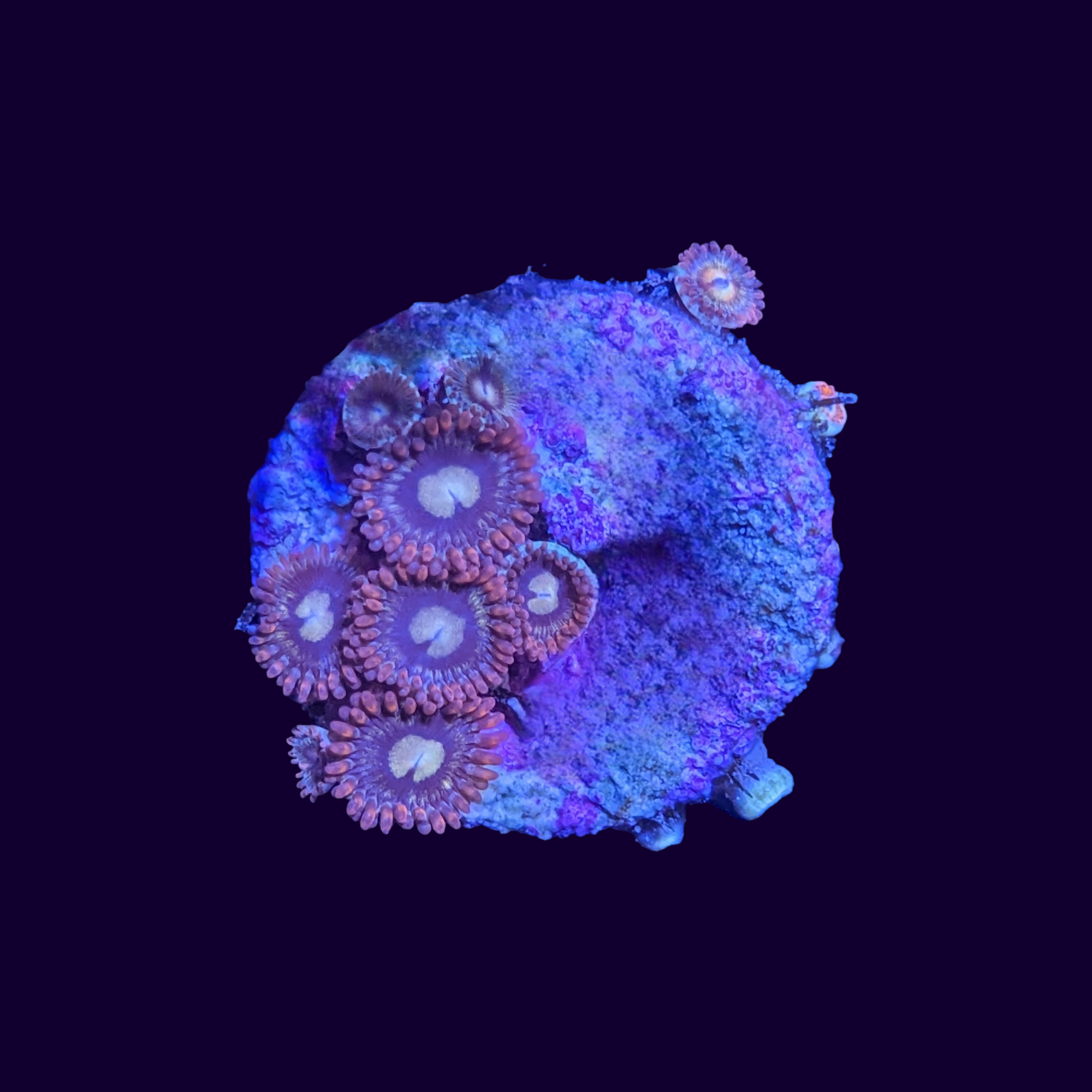 Fire and Ice Zoa Frag
