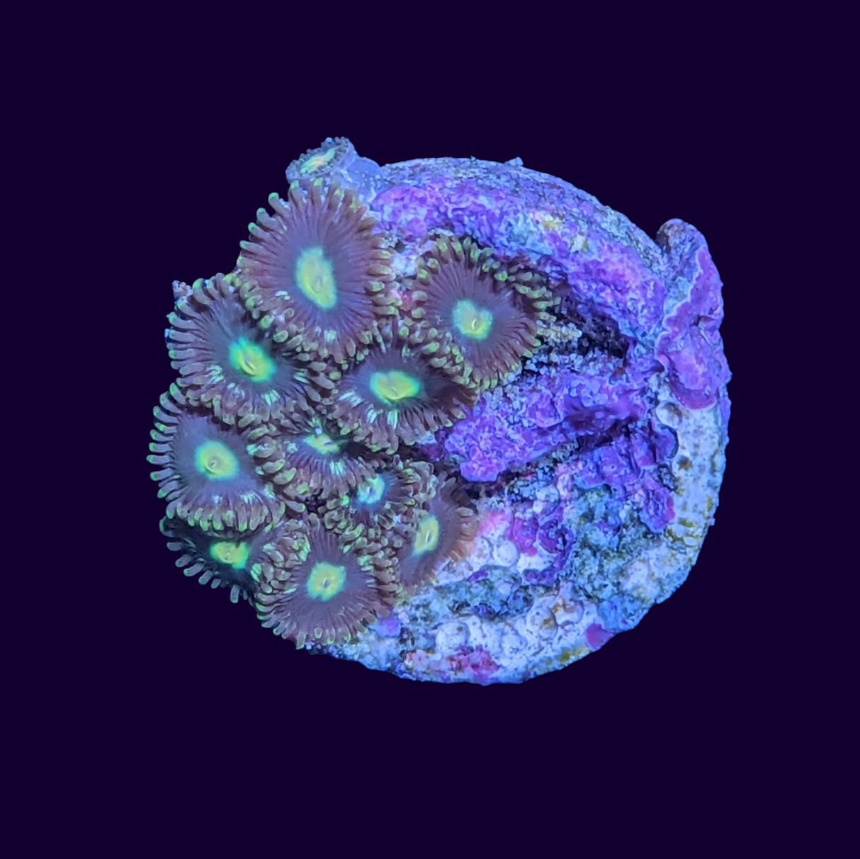 Poker Face Zoa Frag