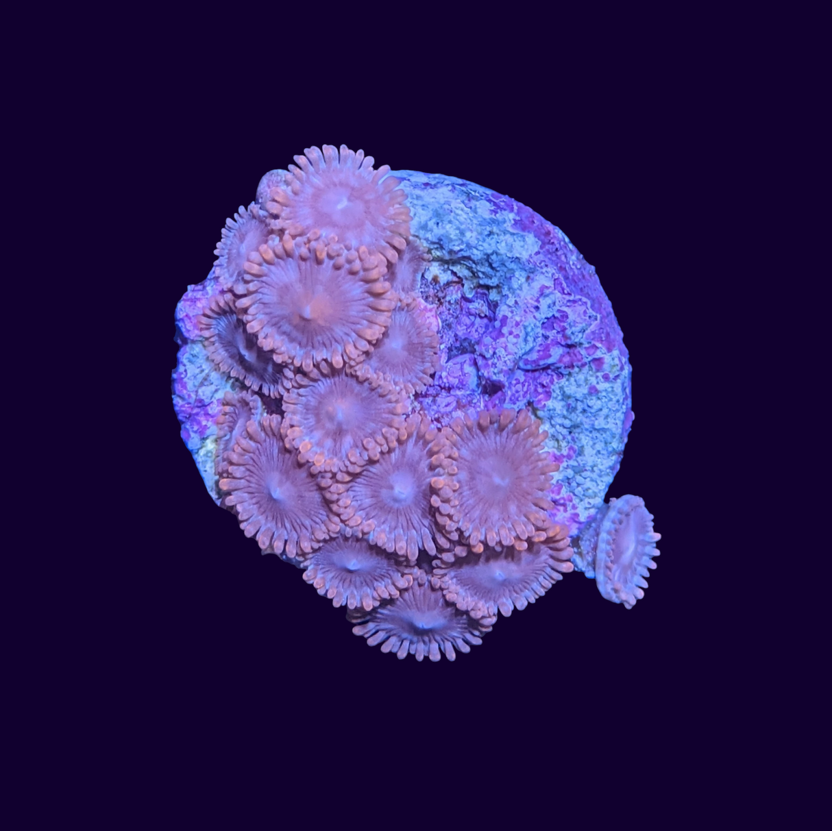 Zoa Frag