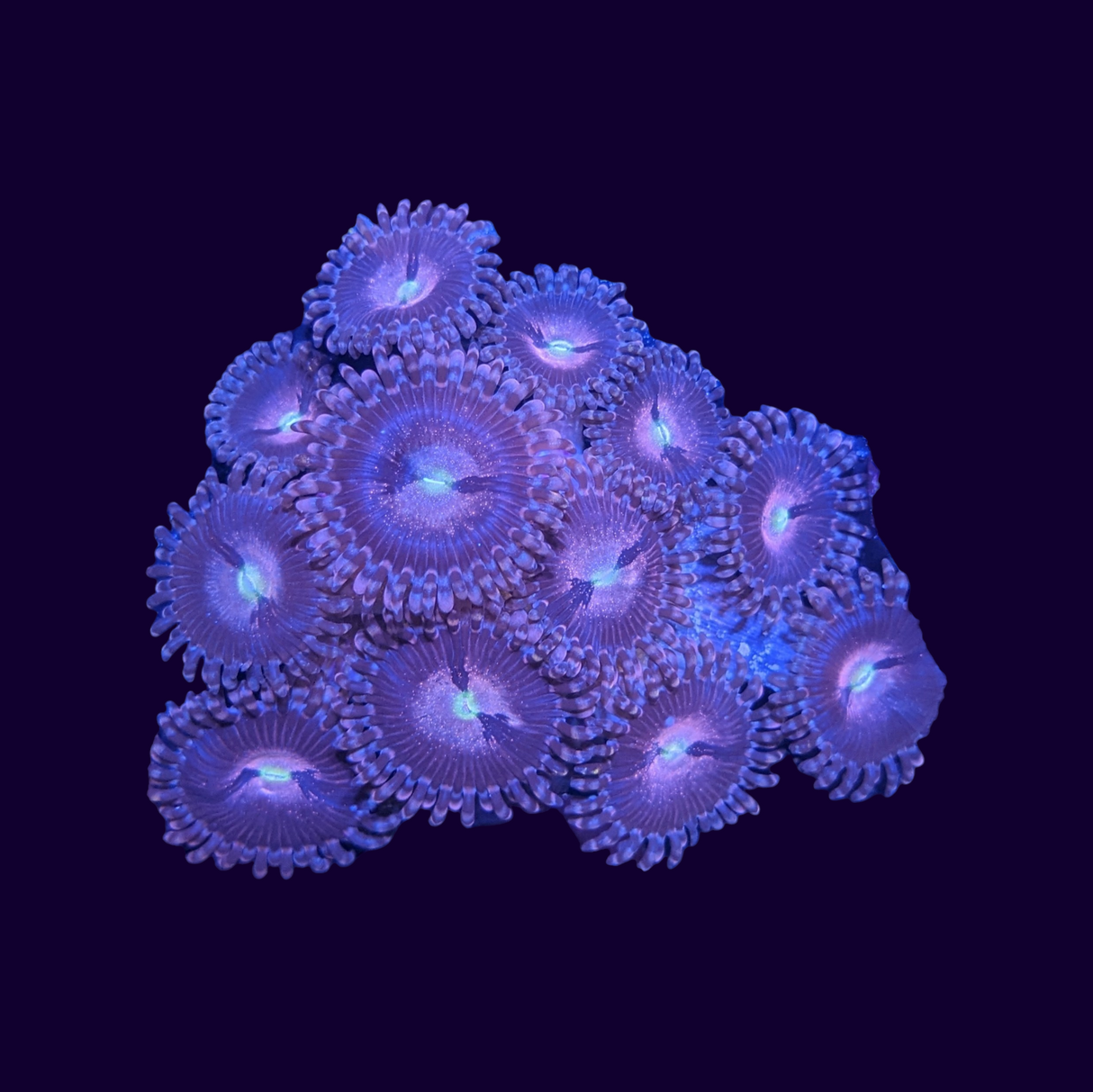 Purple Bee Zoa Frag 6+ polyp (UK Grown)