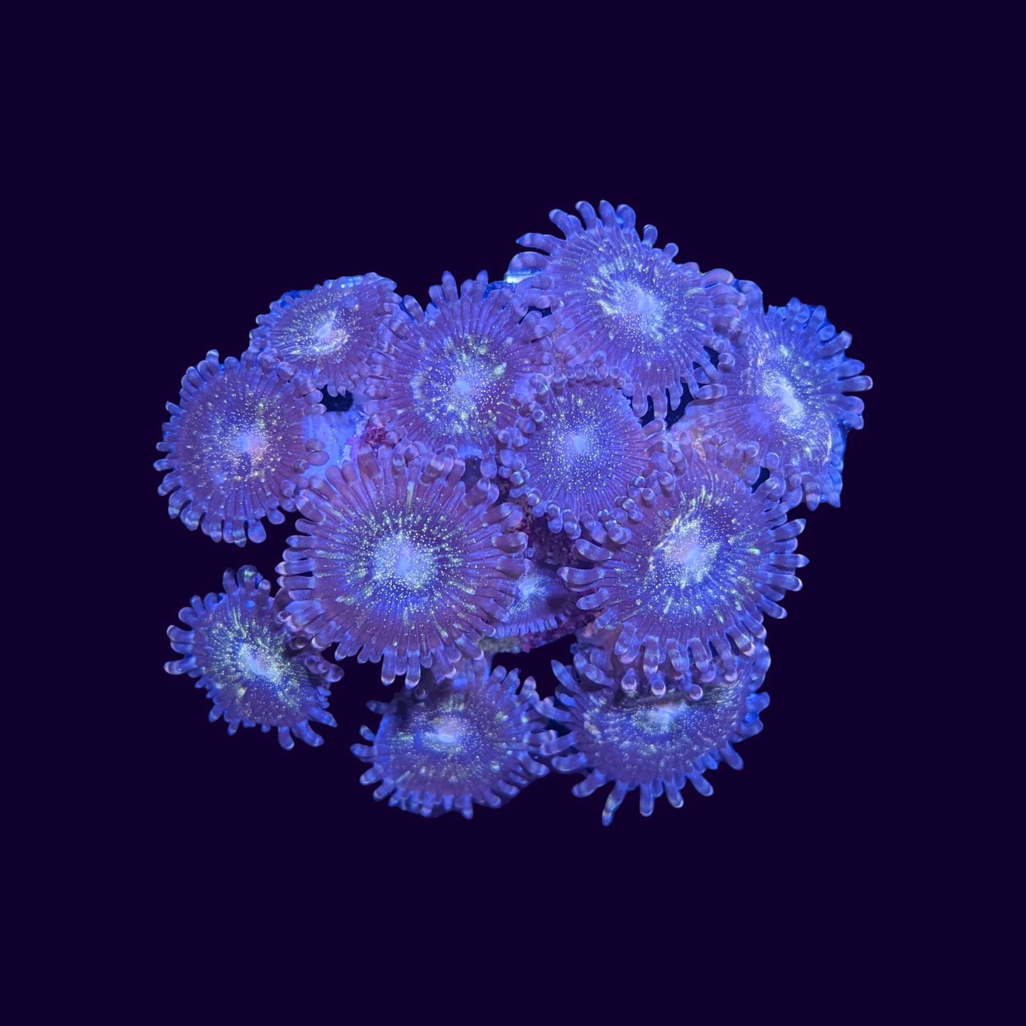 ZOA 　　　　　　　　　　　　　　　　　Z.O.A Reverse Space Monster Zoa Frag (Various sizes) – thecoralcentre