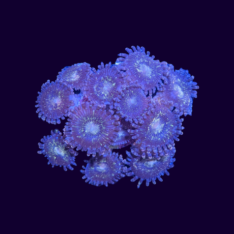 Reverse Space Monster Zoa Frag (Various sizes)