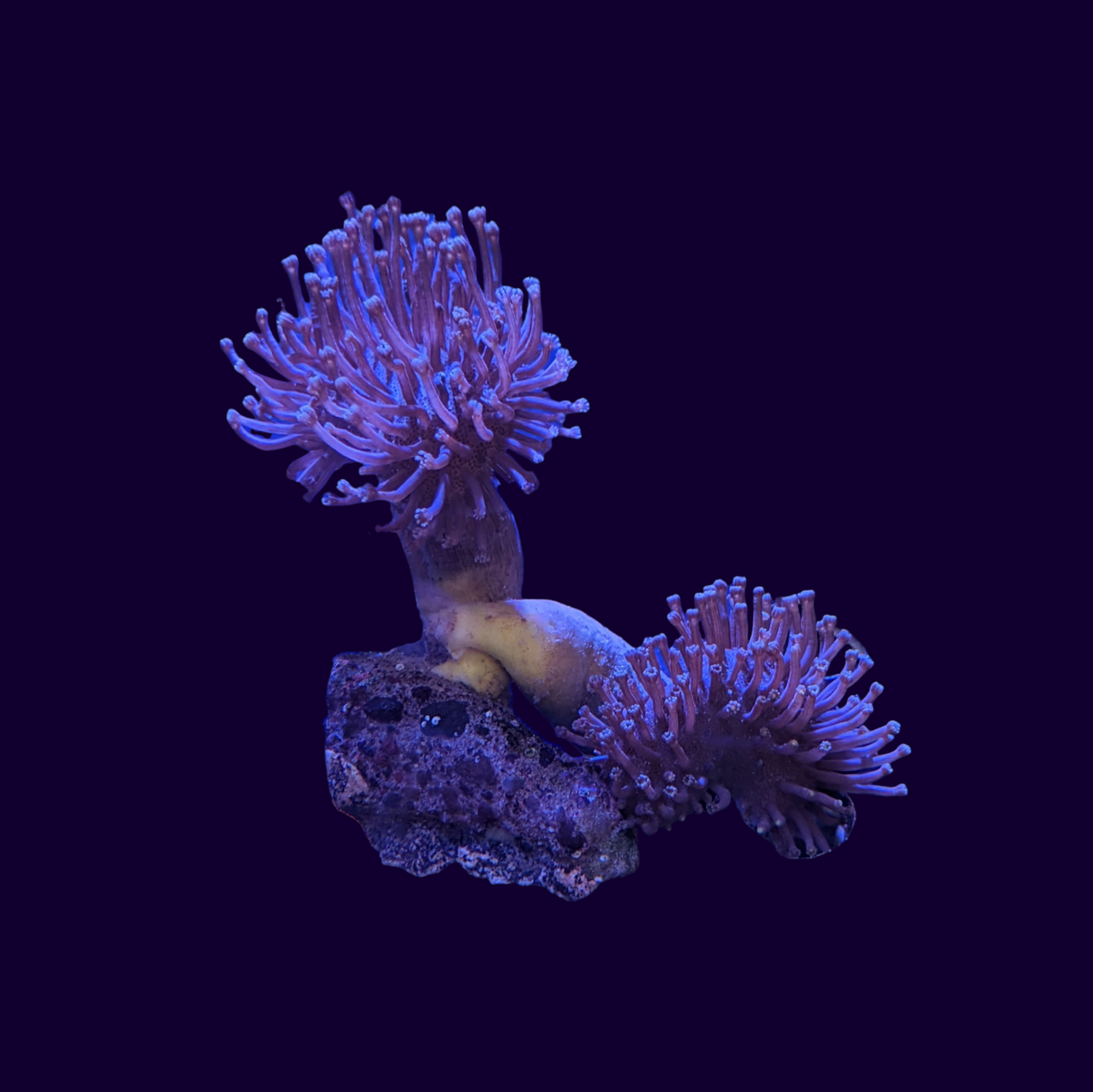 Toadstool