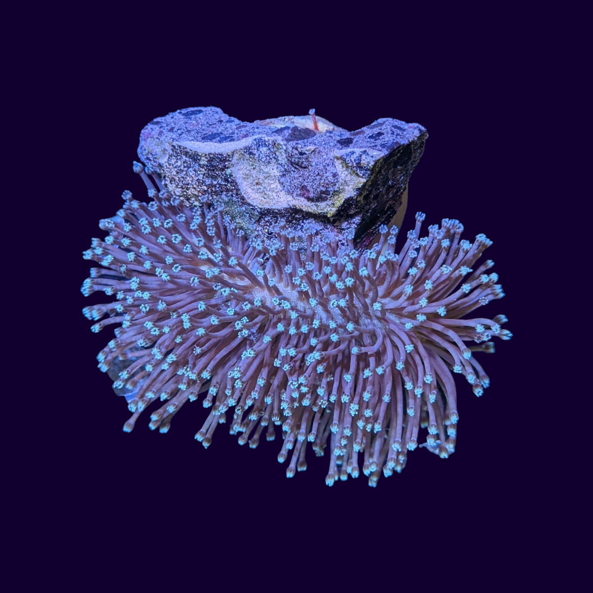 Toadstool – thecoralcentre