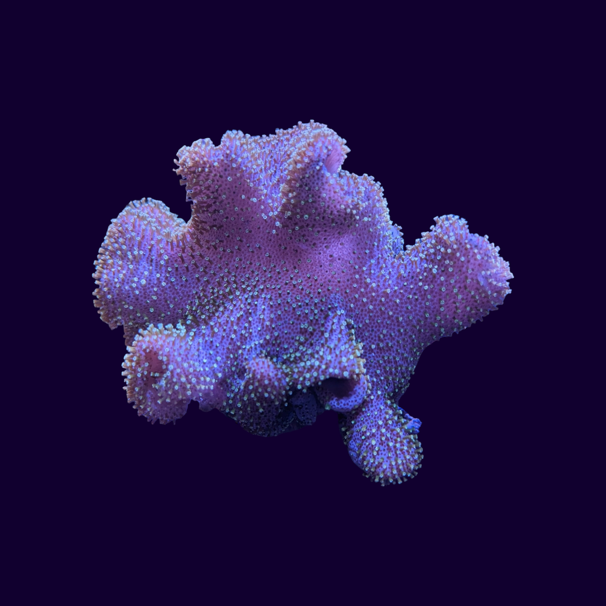 Lobophytum Leather Coral