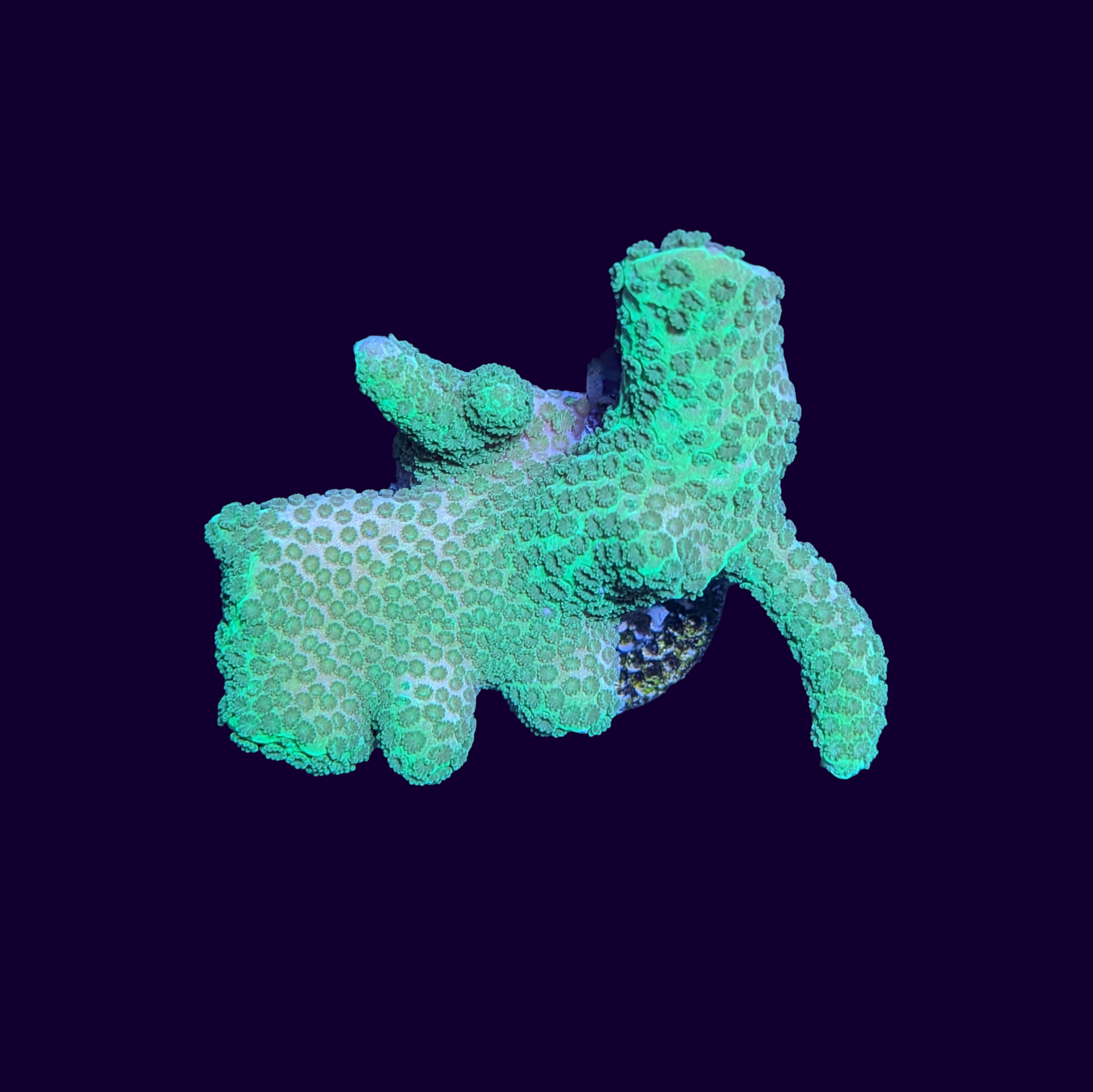 Green Montipora Digitata large (UK Grown)