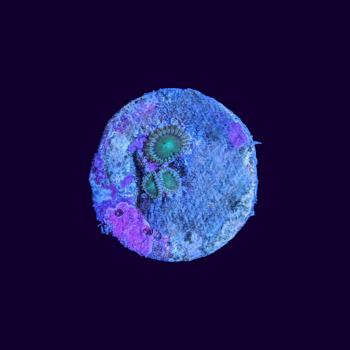 Zoa Frag