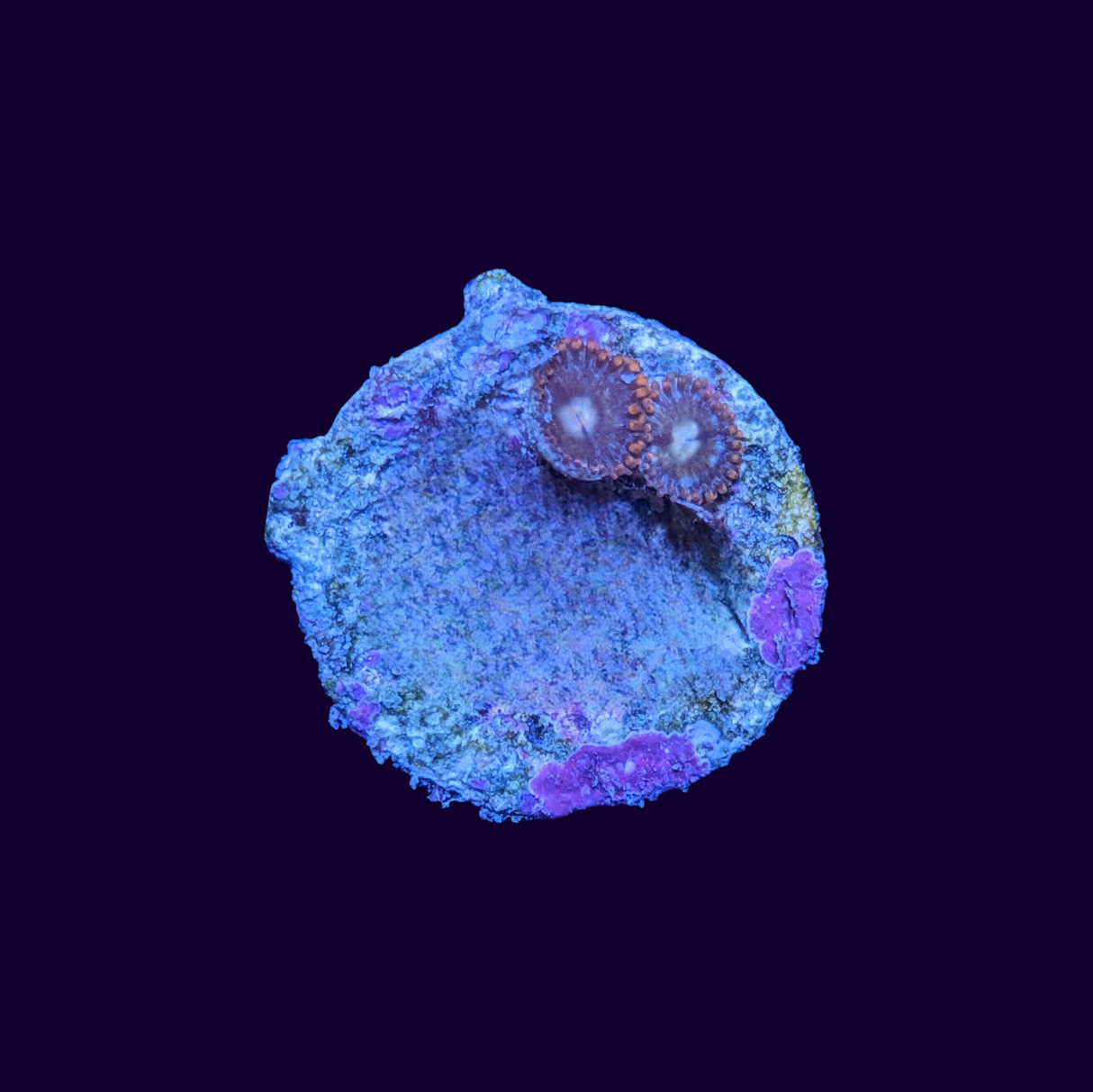 Fire and Ice Zoa Frag