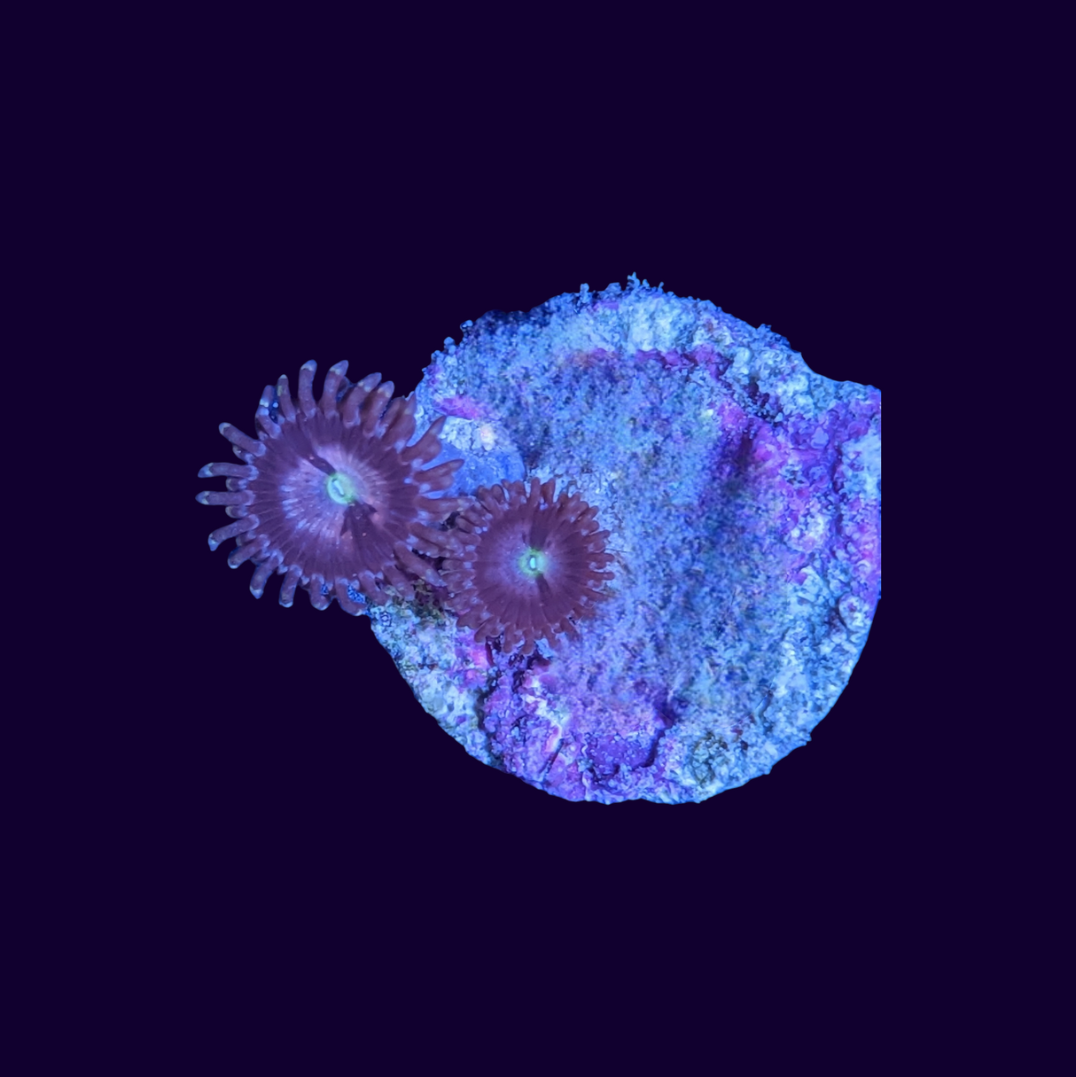 Purple Bee Zoa Frag