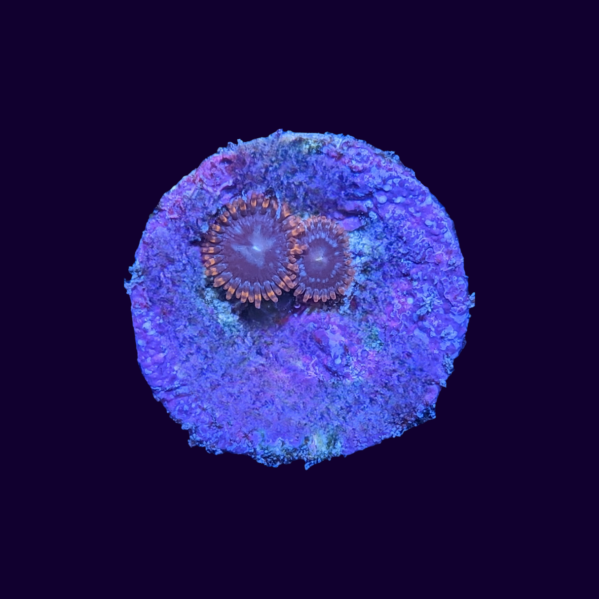 Chocolate Orange Zoa Frag