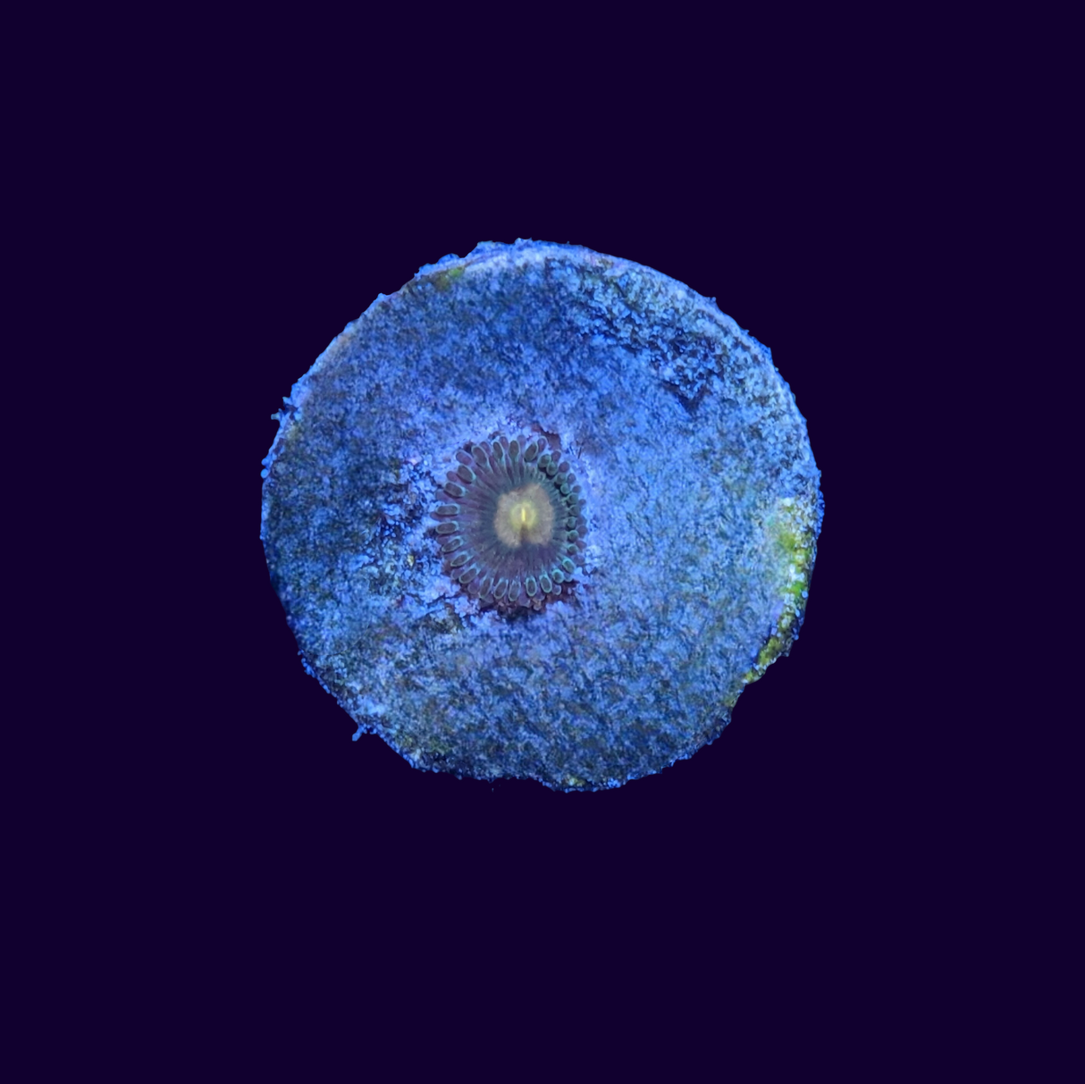 Zoa Frag