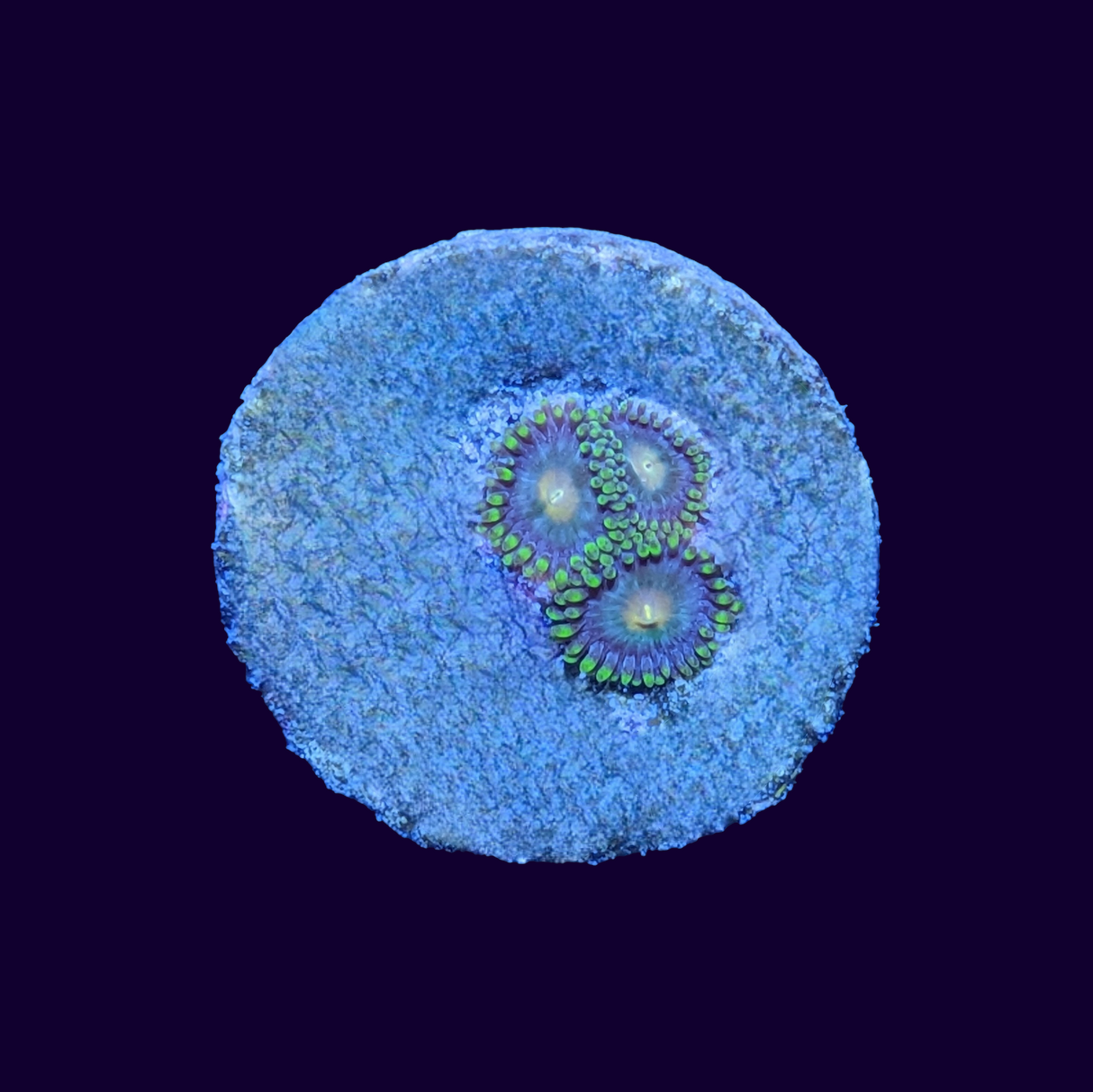 Zoa Frag