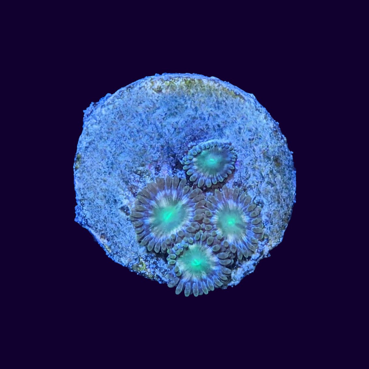 Hawaiian Punch Zoa Frag