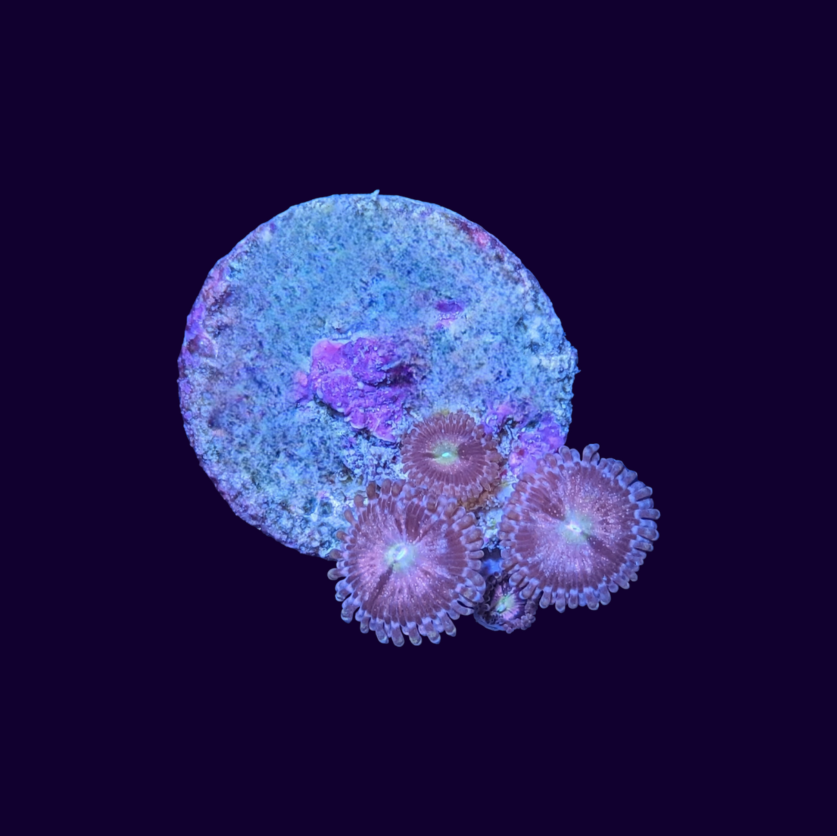 Purple Bee Zoa Frag