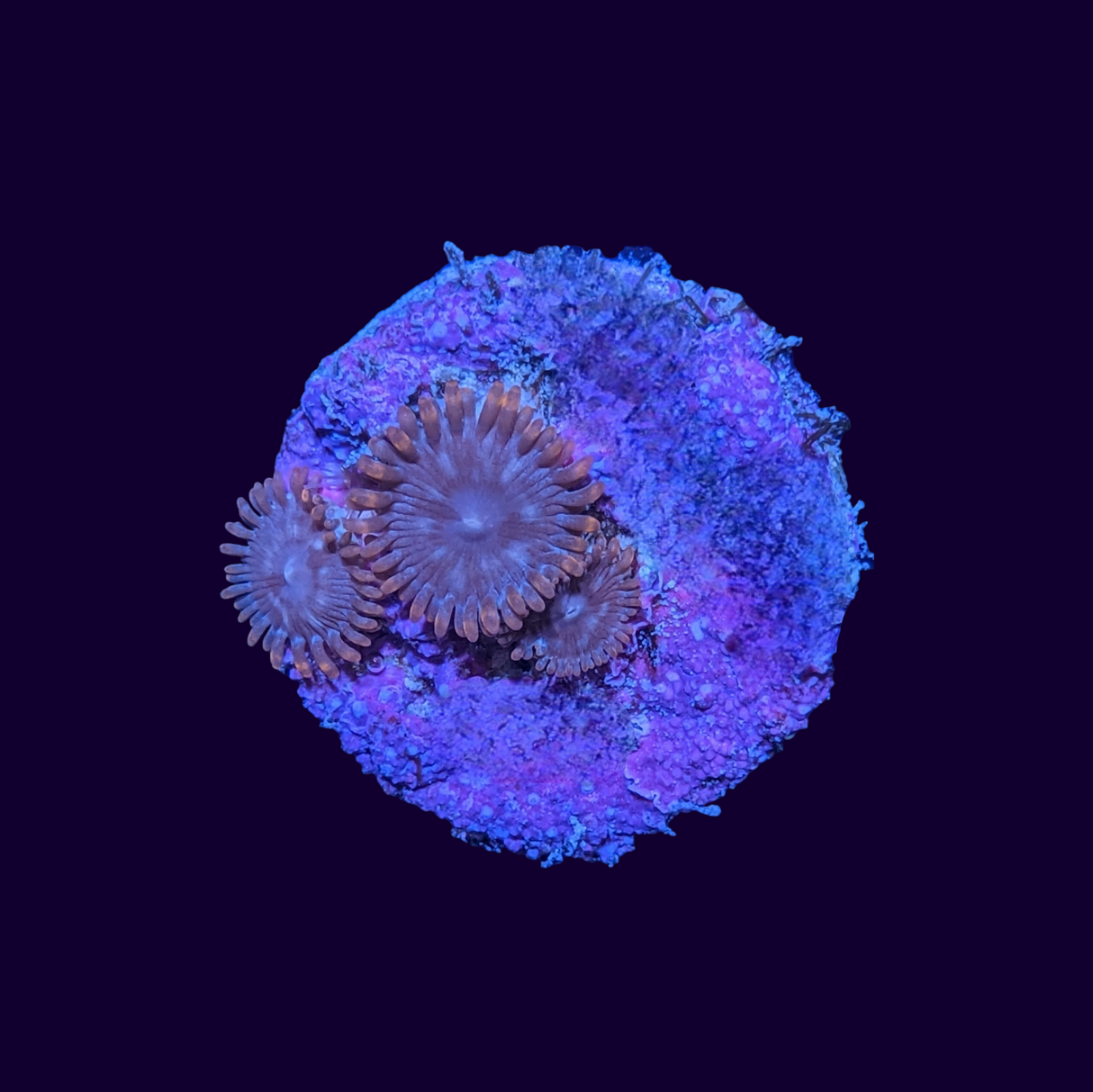 Chocolate Orange Zoa Frag