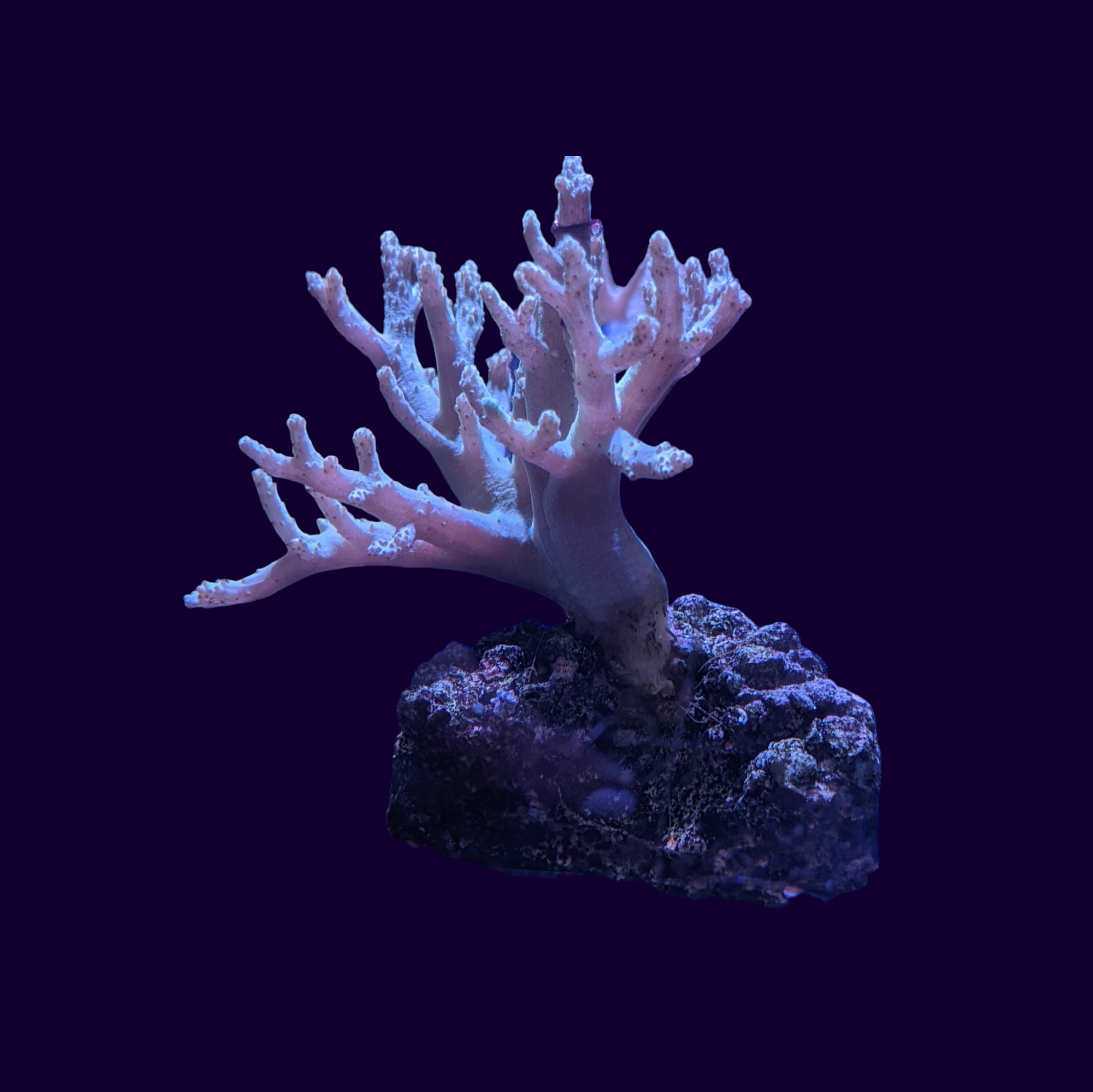 Sinularia Finger Leather Coral