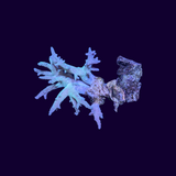 Green Finger Leather Coral