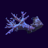 Green Finger Leather Coral